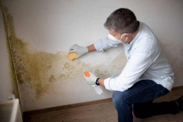 Mold Removal for HVAC Installations in Herricks, NY