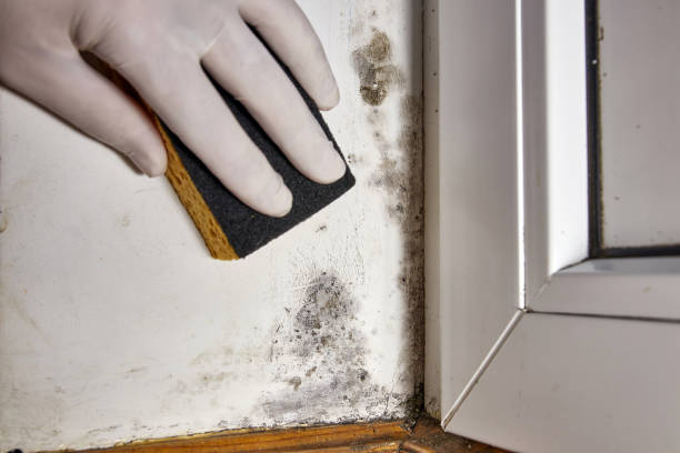 Best Comprehensive Air Testing for Mold Contaminants  in Herricks, NY