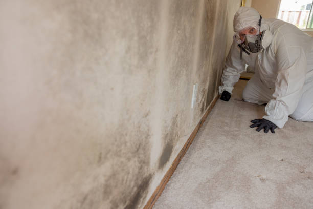 Best Commercial Mold Inspection  in Herricks, NY